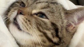 Why are tabby cats so valuable abroad?