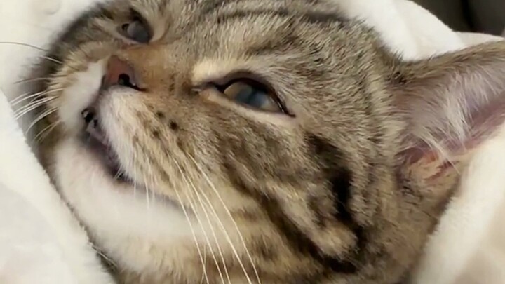 狸花猫在国外为什么很值钱