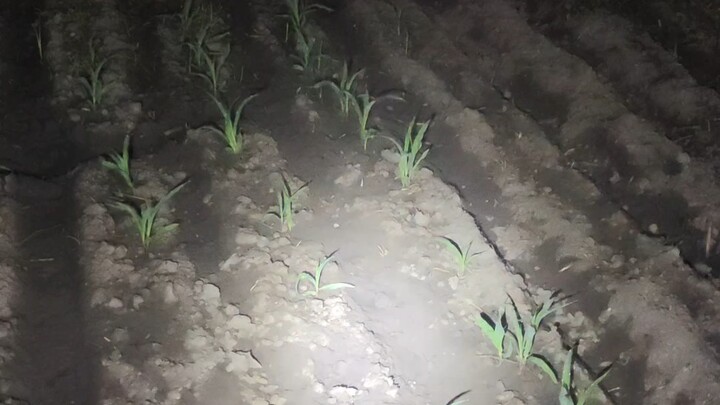 What crops should you grow in a post-apocalyptic wasteland to keep yourself fed?