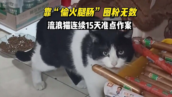 流浪猫靠“偷火腿肠”圈粉无数，每天40万人在线看它猫猫祟祟