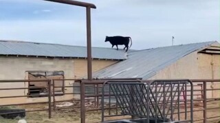 The owner of the big black bull that climbed onto the roof shook his head when he saw it...its IQ is
