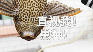 Do scavengers really eat feces? What are the dangers of releasing them? Do they really like spicy fo