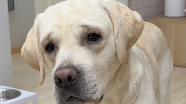 Safety education for white Labradors