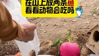 اليوم 107 | ضع سمكتين على الجبل وانظر هل ستأكلهما الحيوانات.