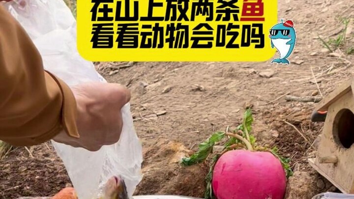 Day107 | 在山上放两条鱼，看看动物会吃吗。