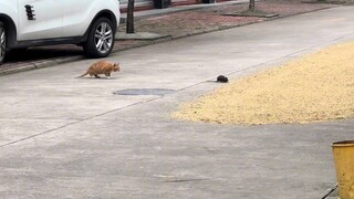 Dunia ini tidak bisa hidup tanpa kucing bodoh. Tanaman yang susah payah ditanam, tikus ini benar-ben