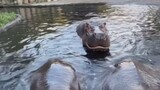 Kuda nil ( hippopotamus )