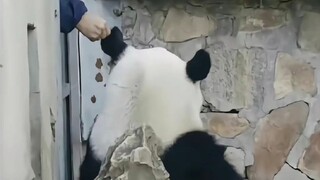 爱越狱好动的萌兰养小鸟时好温柔好细腻呀，怎么如此可爱