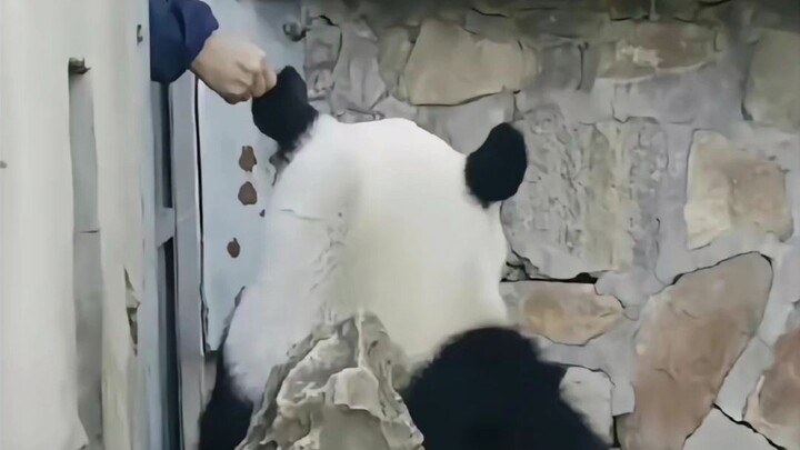 เหมิงหลานที่รักการแหกคุกและขี้เล่นนั้นช่างอ่อนโยนและละเอียดอ่อนเวลาเลี้ยงนก ทำไมถึงน่ารักขนาดนี้นะ