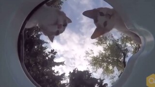 Put a cup of water by the roadside and see which little cuties show up!