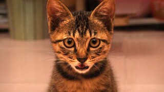 渐入佳境的猫咪