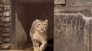 Dua ekor kucing besar berhadapan saling bertatap-tatap; dorongan darah yang tertanam dalam gen pun t