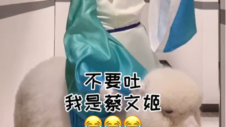【木汁】cos成蔡文姬可以成功骑羊驼吗？