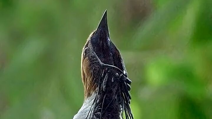 El pájaro que grita más que una motosierra 🔔🐦