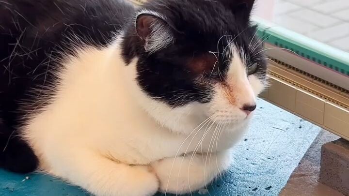 follow for more 😻 #short #trending #viral #catlove #fyp #kucing