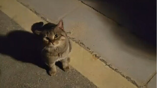 ครั้งแรกที่เห็นแมวจรจัดหน้าตาน่ารักน่าเอ็นดู