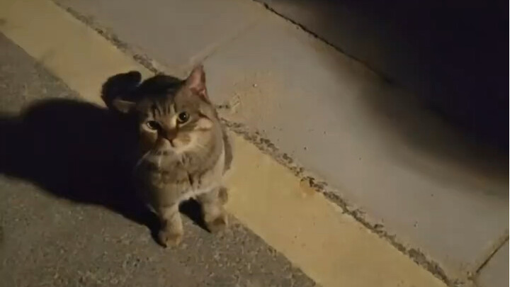 Lần đầu tiên nhìn thấy chú mèo hoang đầu to mắt tròn