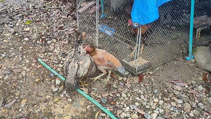 อีเทาทอง vs อีสา