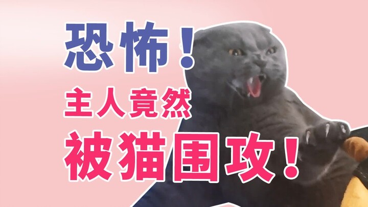 Terrifying! The owner was actually swarmed by cats!!! An analysis of cat behavior