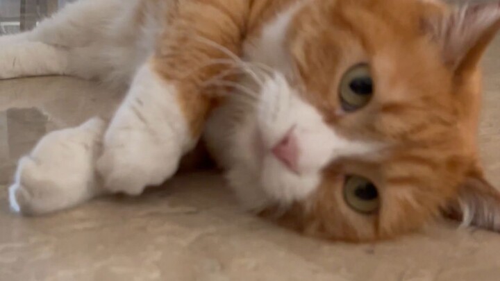 So adorable ahead! Come and watch the little kitten washing its face?