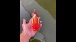 ชอบ