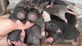 Another brood of black mice is born... Destroy it, I'm tired... Flower-branch mice, mice, milk mice,