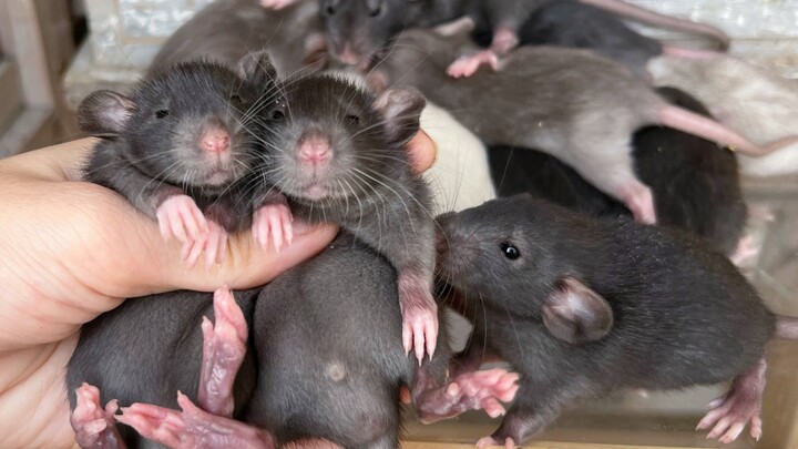 Another brood of black mice is born... Destroy it, I'm tired... Flower-branch mice, mice, milk mice,