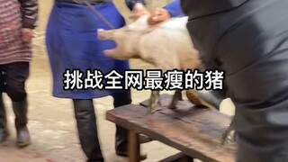 挑战全网最瘦的猪！