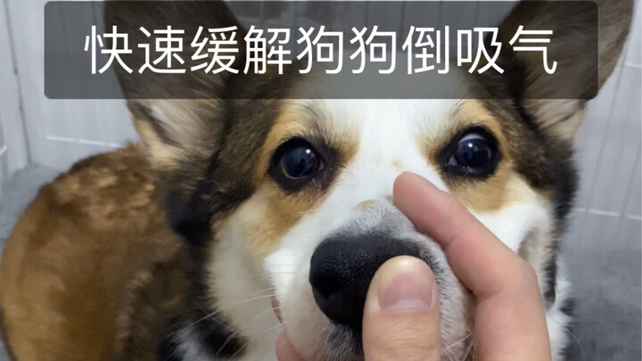 การดูดหายใจเข้าทีละเฮือก คืออาการจามย้อน ไม่ใช่ความน้อยใจ หรือการร้องไห้ ลองมาแล้วเห็นผลจริง!