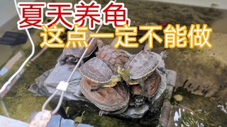 夏天养龟，不注意这点，龟龟很容易生病