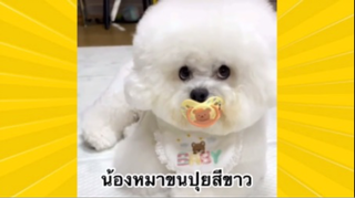 สัตว์เลี้ยงเพื่อนขนปุย : น้องหมาขนปุยสีขาว