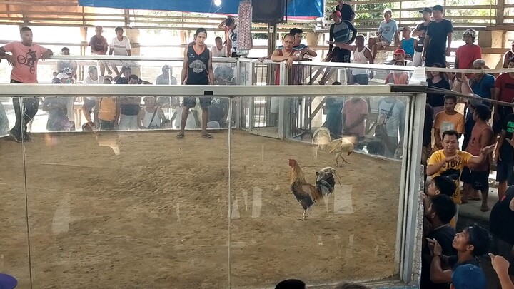 my toppy white vs bulik