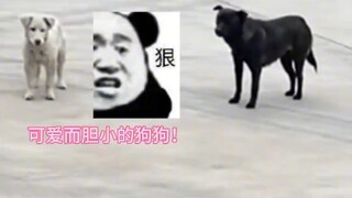 لم أرَ من قبل كلبًا جبانًا إلى هذا الحد!