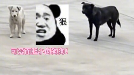 لم أرَ من قبل كلبًا جبانًا إلى هذا الحد!