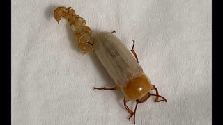 The Emergence of Breadworms