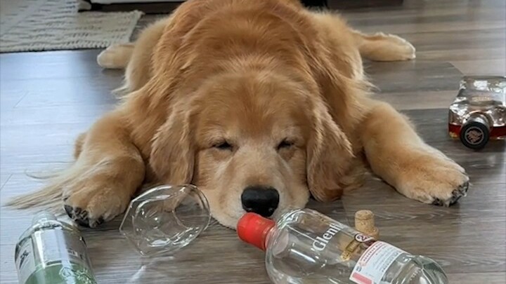 When you leave your pup home alone... it feels like they’re about to fall apart!