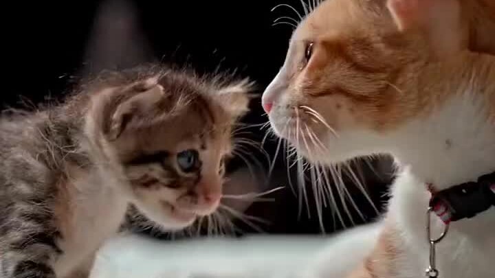 Keliatan banget ini cinta sejati buat kucingnya sendiri—sampai begini aja masih nggak curiga kalau s