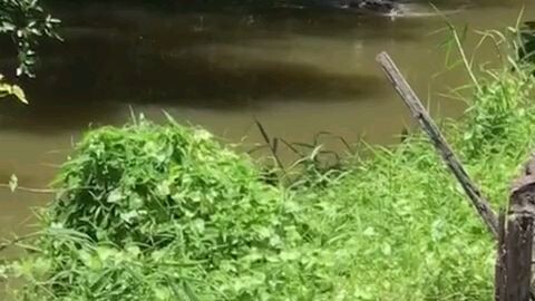 buaya