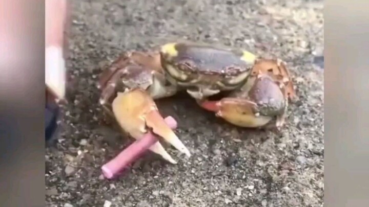 Kepiting: HR memang enggak ngurus apa-apa, ya?