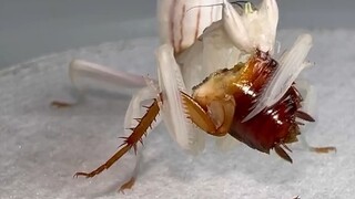 بث أكل مختلف: فراشة السرعوف تأكل صرصورًا كاملًا نيئًا... قد تسبب الصورة انزعاجًا، يرجى المشاهدة بحذر