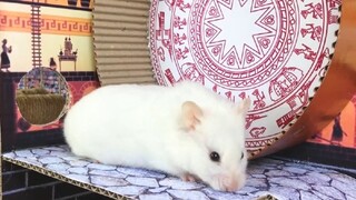 ภารกิจของหนูแฮมสเตอร์ EP 415