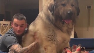 高加索牧羊护卫犬Yogi的日常，虽然长得魁梧，但还是喜欢被抱着摸摸，谁还不是个大宝宝呢