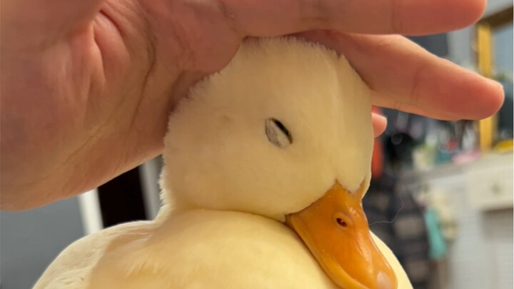 What is the IQ of a Call Duck? It doesn't exist.