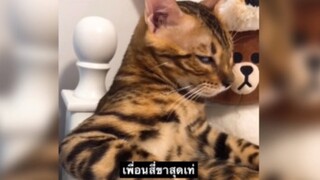 เจ้าสี่ขาสุดเท่