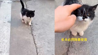 男子做核酸偶遇流浪小猫，网友看到配色后不淡定了，长大是警察局局长