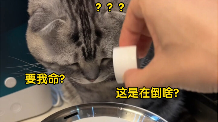 小猫咪的信任危机❗❗❗