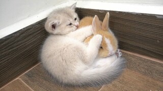 Kittens Who Love Bunnies