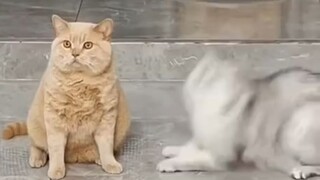 Màu cam: Con mèo bị bắt nạt