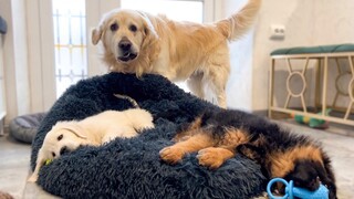 โกลเด้น รีทรีฟเวอร์ ช็อก ลูกสุนัขเข้านอน!