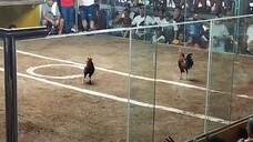 5k Sweater Win - 3 stag/cock combo derby